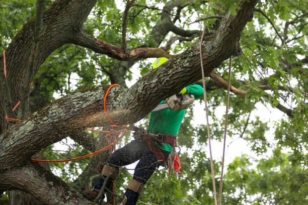 How Our Tree Care Process Works  in  Lexington Park, MD