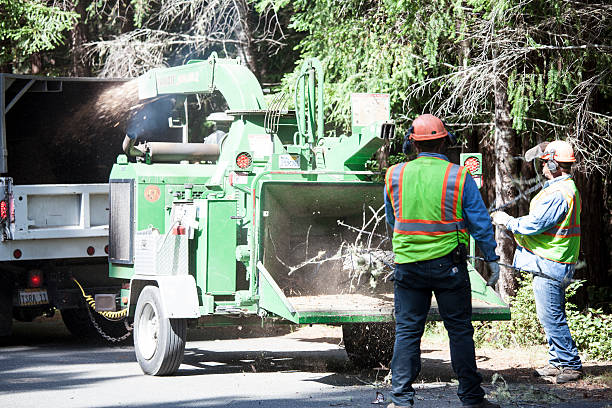 Trusted Lexington Park, MD Tree Removal Services Experts